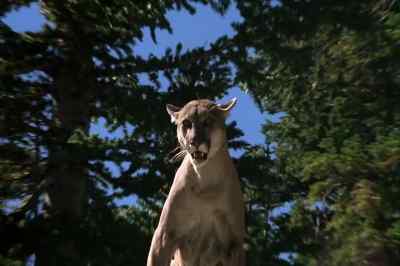 Run, Jenny.
Get outta here!! - The Adventures of the Wilderness Family