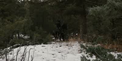 Running Cub! - The Unholy Trinity