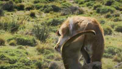 Rupestre risks being trampled, - Predators