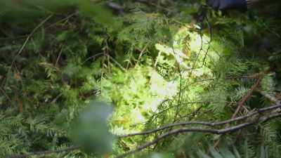 Russ, that creature
that you were tracking, - Expedition Bigfoot