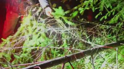 [Russel] No,
it's not deadfall, - Expedition Bigfoot