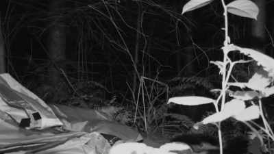 [Russell] Holy crap it sounds
like bipedal movement. - Expedition Bigfoot