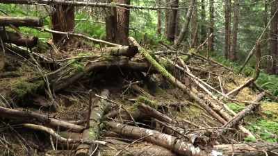 [Russell]  If I were to say
 I had a strength, - Expedition Bigfoot