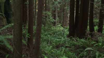 [Russell]  There is somethin
 100-yards away. - Expedition Bigfoot