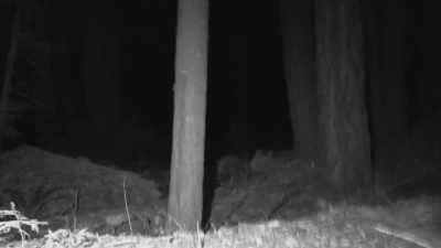 [Russell whistles] - Expedition Bigfoot