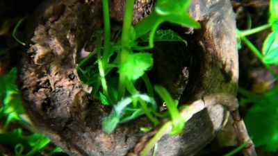 [rustling] - Tiny World