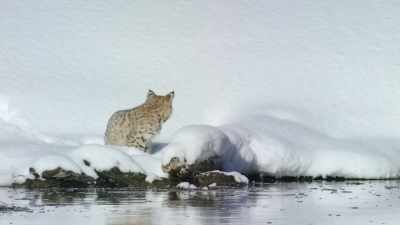 [rustling] - Epic Yellowstone