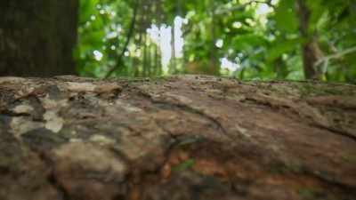 RUSTLING - The Green Planet