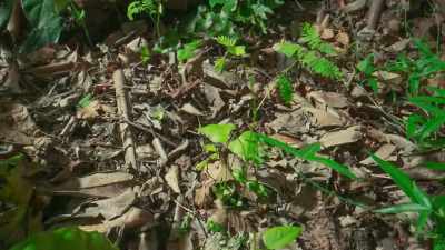 RUSTLING - The Green Planet