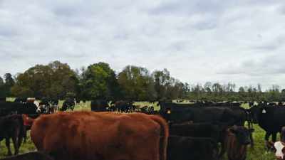 [Ruth] How big do you envision
White Oak Pastures becoming? - Food and Country