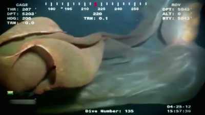 Ryan: IN THE DEEP SEA,
IT'S RELATIVELY STAGNANT. - Strange Evidence
