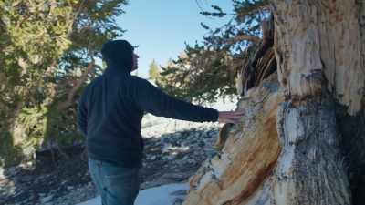 Ryan: There is, uh, at
each turn in the road, - Trees and Other Entanglements