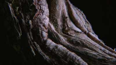 Ryan: There's no difference between
a big tree and a small tree. - Trees and Other Entanglements