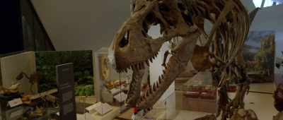 [Saara] Aren't you sad
that some of these dinos - Dino Dana: The Movie