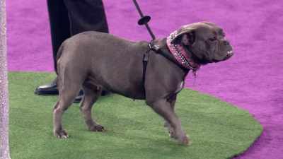 Saber was found by rescuers - 2022 American Rescue Dog Show