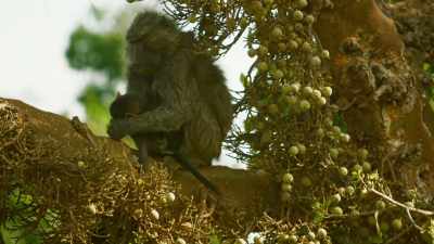 Sabera once brought him
into the troop, - Serengeti