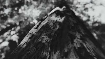 (sack rustling) - Trees and Other Entanglements