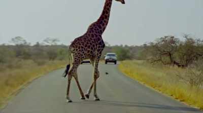 "Sad to say, those that are left - The Woman Who Loves Giraffes