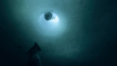 Safe under the ice. - Our Planet