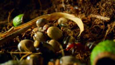 Safe underground until it hatches... - Tiny World