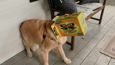 Sailor, what happened?
Sailor, what happened? - Inside the Mind of a Dog