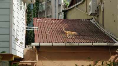 Sailors would keep cats
on board to fend off rats. - Kedi