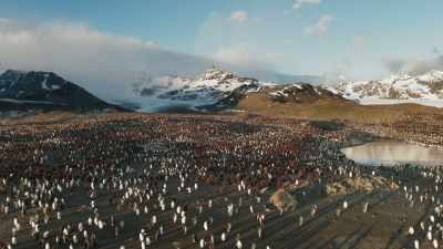Saint Andrews Bay on South Georgia - Seven Worlds, One Planet