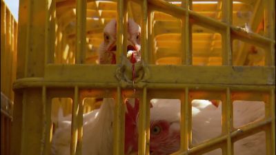 Salatin We have allowed ourselves - Food, Inc