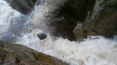 ..salmon could once more
become abundant - Wild Isles