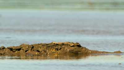 Saltwater crocodiles, - Our Great National Parks