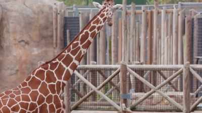 Sam: He says, "I don't know
how to get down." come on! - Secrets of the Zoo