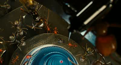 San Francisco P.D.! - Ant Man