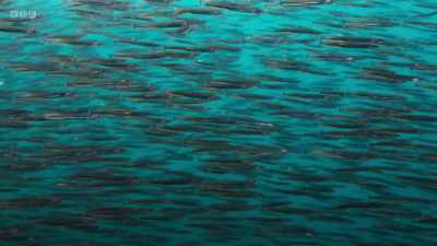 Sand eels are only
30 centimetres long, - Wild Isles