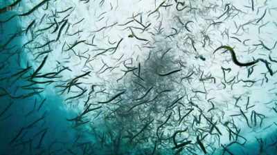 Sand eels are only 30cm long, - Wild Isles