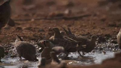 Sand grouse, commute from their distant nests. - Chasing the Rains