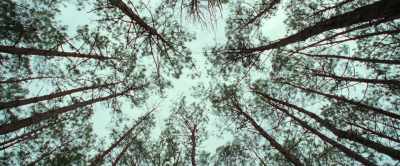 [Sandy] It's beautiful, isn't it?
All them trees just going up, up, up. - The Devil All the Time