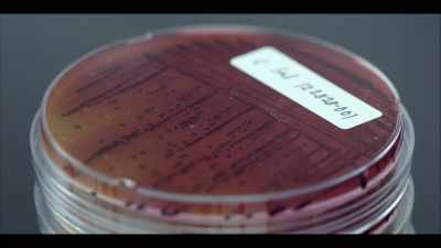 [SARAH] If you look at the two bacteria
that are most likely - Poisoned: The Dirty Truth About Your Food