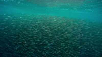 Sardines, - Penguin Town