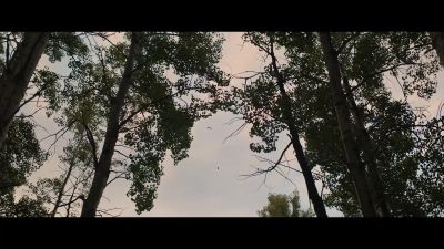 [Sarii barks] - Prey