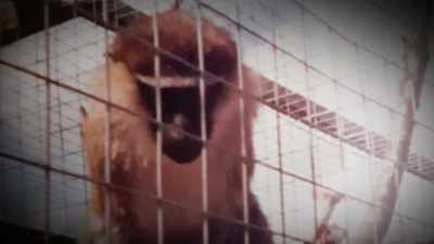 [Sascha]
Monkeys would escape
their enclosures - Mysteries of the Abandoned