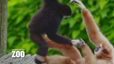 saul-lets-see-how-many-eggs-are-here - Secrets of the Zoo