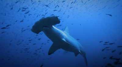 Saw hammerhead
sharks a few times, - Shark Attack Files