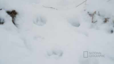 Saw some wolf tracks though,
and the wolf is probably - Life Below Zero: First Alaskans