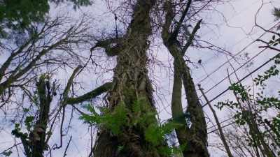 - (sawing)
- Okay. (indistinct) - Trees and Other Entanglements
