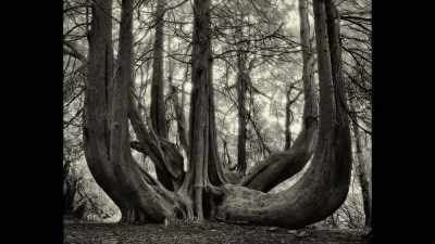 Say, for example, the
dragon's blood trees in Yemen - Trees and Other Entanglements