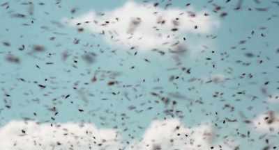 Say, you know, - The Pollinators