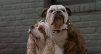 Say Mr Beefy Say it Say it - Little Nicky