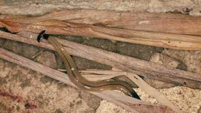 Say "'sup" to the hammerhead flatworm. - Absurd Planet