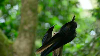 SB knows that no pole means no dates. - Dancing with the Birds