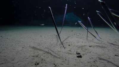 Scabbardfish, habitually
swimming upright, - Blue Planet II